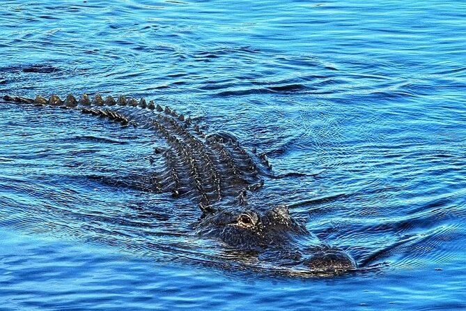 everglades-tour-from-miami-with-transportation