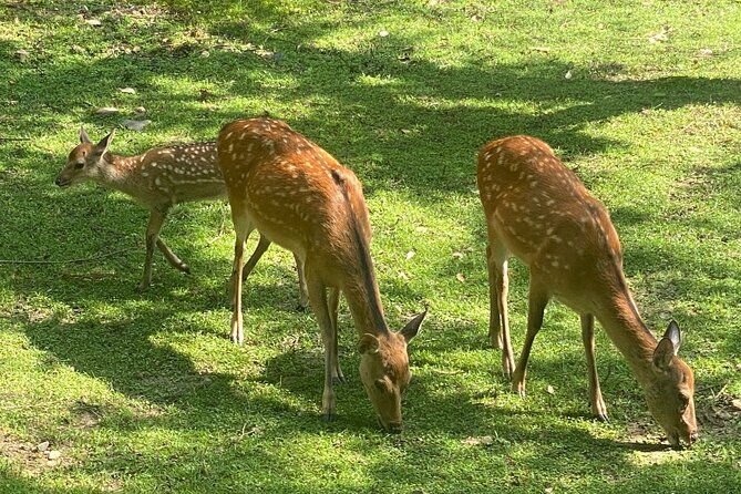 exclusive-luxury-day-tours-serene-nara