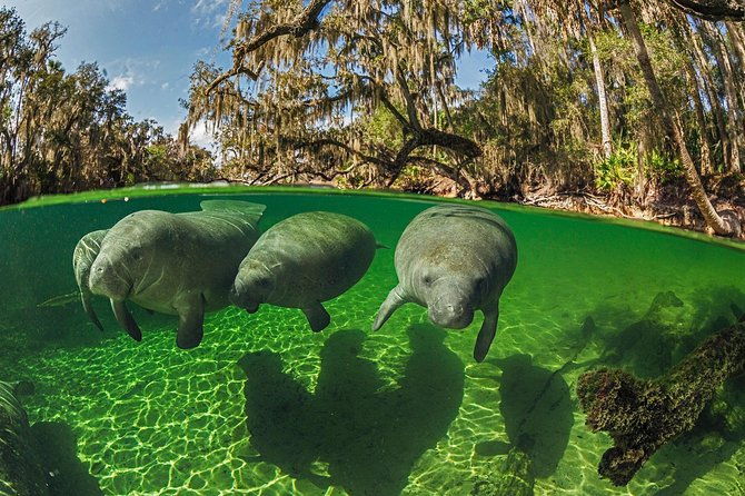 exclusive-small-group-vip-heated-manatee-snorkel-tour