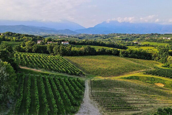 exclusive-tour-of-the-vineyards-with-visit-to-the-cellar