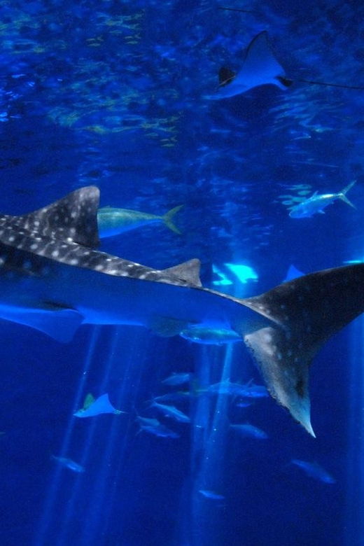 explore-kagoshima-sightseeing-spots-by-kagoshima-cityviewbus