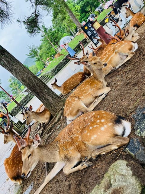 from-kyoto-nara-private-car-tour-with-hotel-pickup