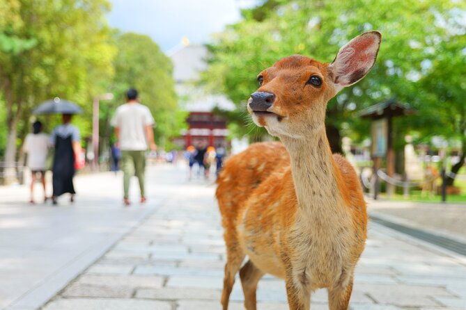 from-osaka-kyoto-kyoto-nara-day-trip-with-lunch-2
