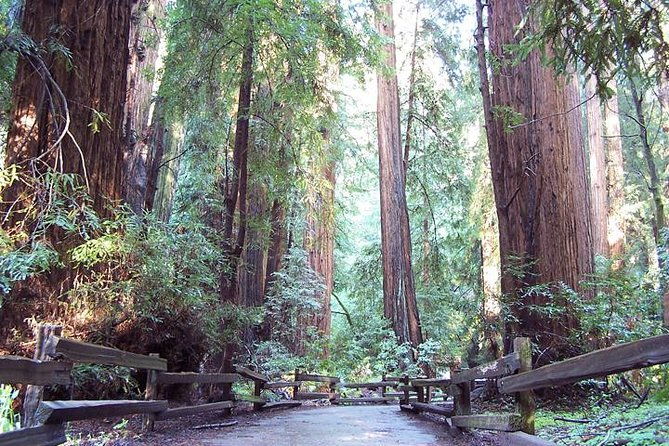 from-san-francisco-guided-tour-to-muir-woods-coastal-redwoods