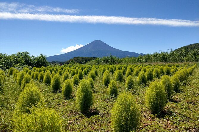 from-tokyo-mount-fuji-cruise-and-sake-tasting-tour