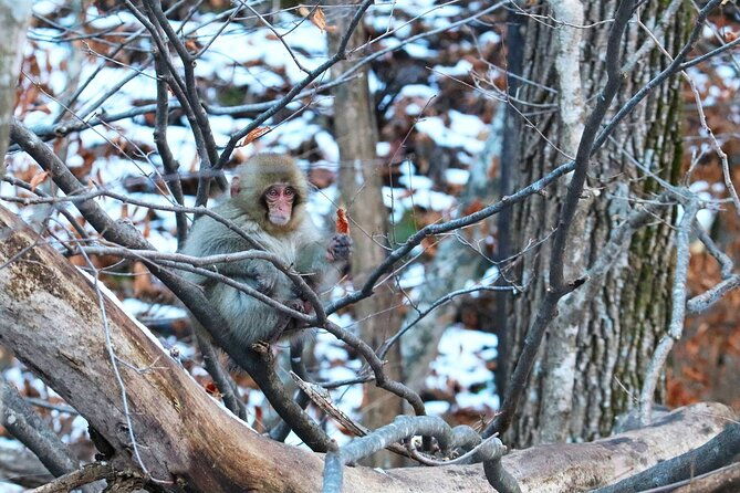 from-tokyo-nagano-snow-monkey-park-private-tour
