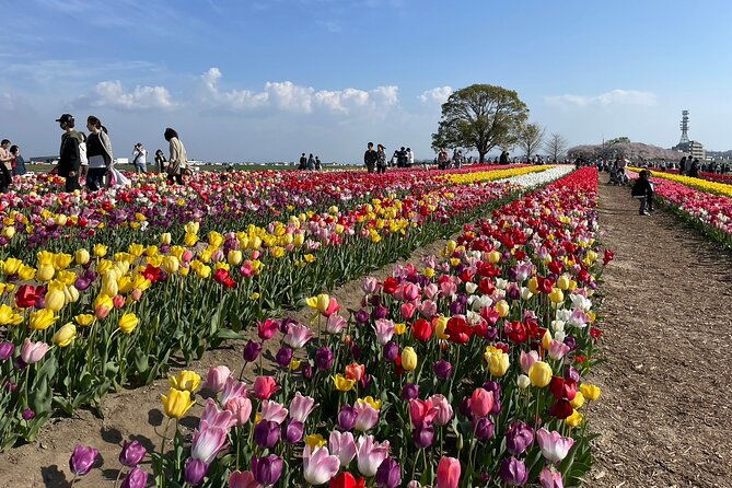 fukuoka-cherry-blossom-and-tulip-tour-with-boat-ride-yokabus
