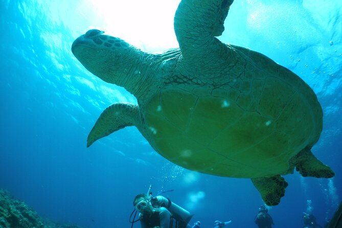 full-day-guided-boat-2diving-in-kerama-islands%ef%bc%88license-required%ef%bc%89