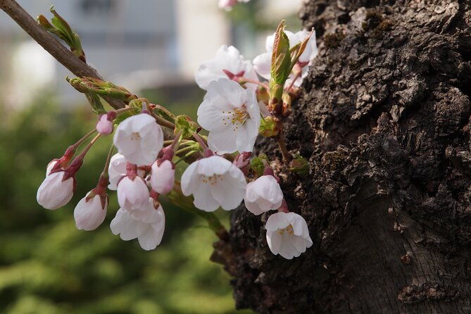 full-day-jomon-world-heritage-site-tour-in-hirosaki-area