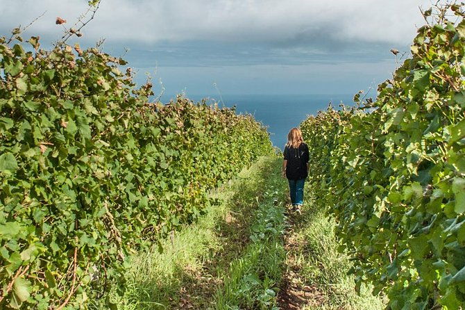 full-day-madeira-wine-tasting-tour-with-lunch