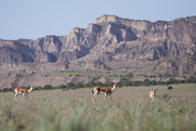 full-day-private-wilderness-tour-in-vashlovani-national-park