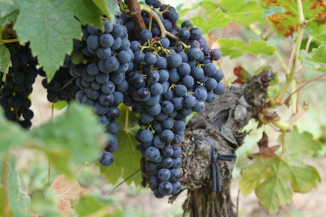 full-day-wine-tour-in-saint-emilion-premium-sedan
