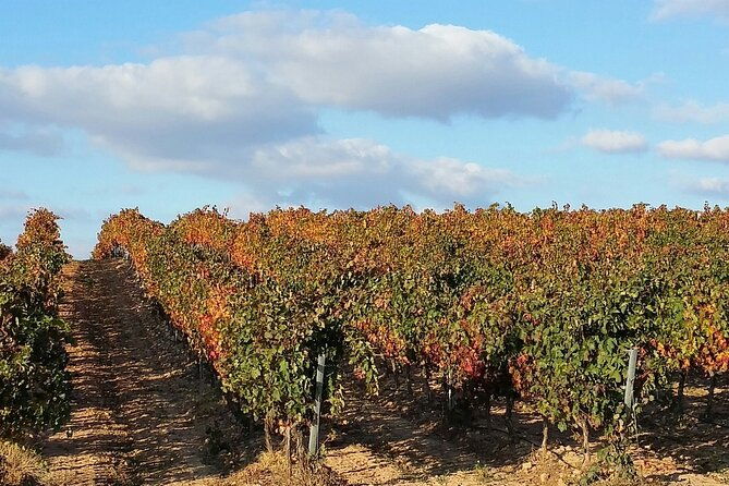full-rioja-wine-tour-with-lunch-from-san-sebastian-private-tour
