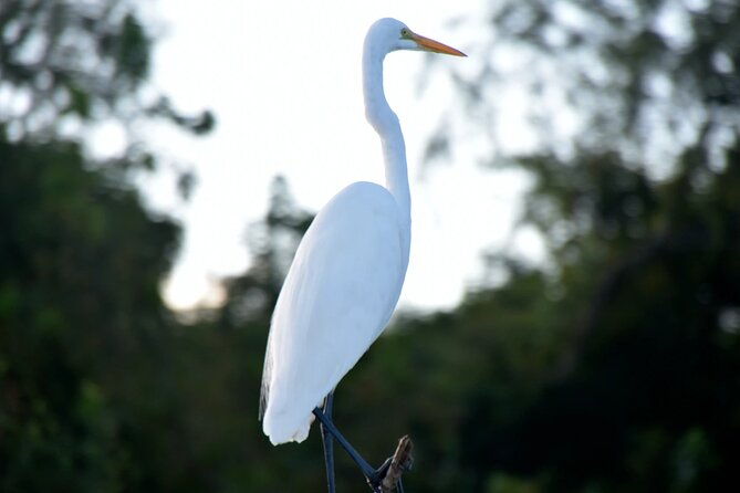 guided-boat-tour-of-new-orleans-bayou-and-wildlife