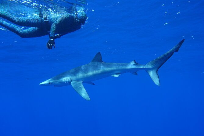 guided-swimming-experience-with-sharks-in-portugal