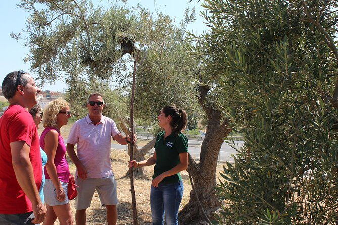 guided-tour-and-olive-oil-tasting-in-alhaurin-el-grande-malaga