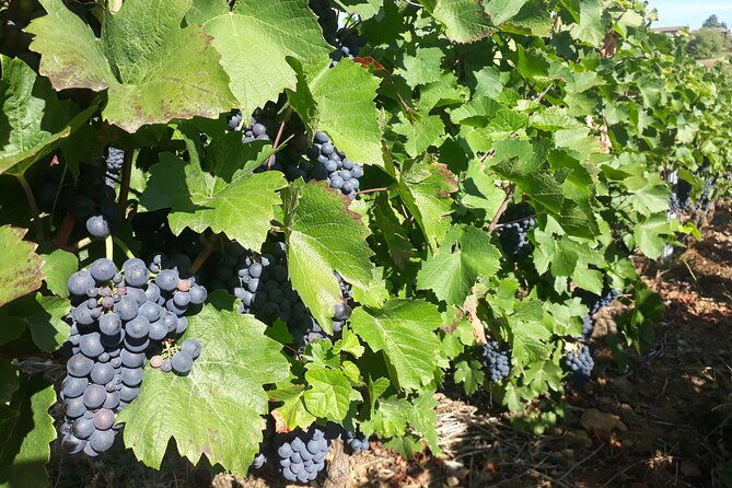 guided-tour-and-wine-tasting-northern-rhone-valley