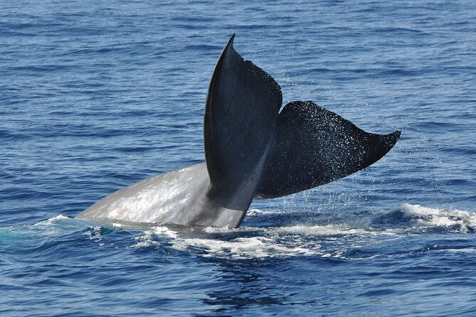 half-day-catamaran-trip-from-funchal