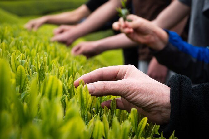 half-day-nara-and-matcha-farm-private-van-tour