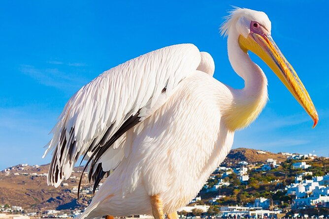 half-day-private-guided-tour-in-mykonos-up-to-6