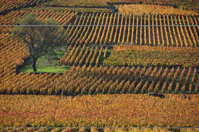 half-day-tour-of-the-cote-de-nuits-vineyards-from-dijon
