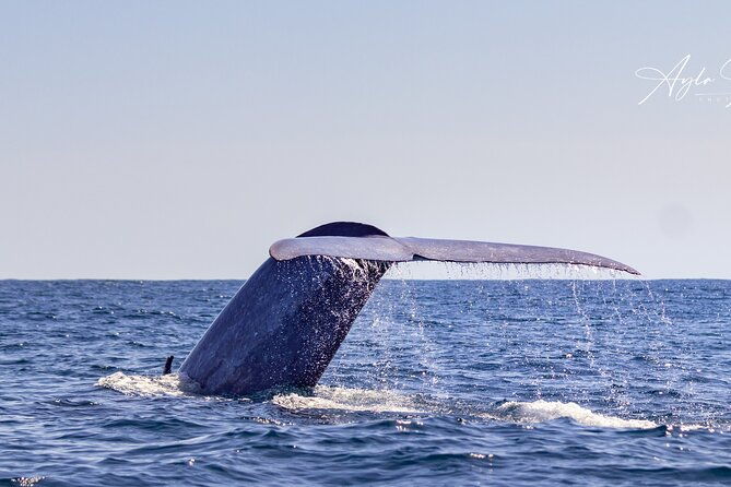 half-day-whale-and-dolphin-watching-tour-in-ponta-delgada