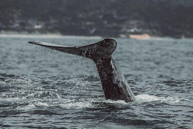 half-day-whale-watching-tour-from-monterey