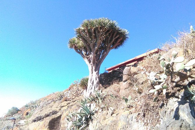hiking-tour-in-the-anaga-biosphere-reserve-in-tenerife