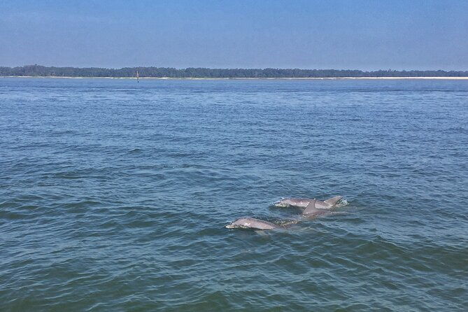 hilton-head-island-dolphin-boat-cruise