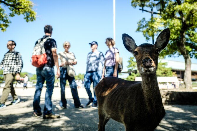 hiroshima-and-miyajima-a-walk-through-of-history-and-peace