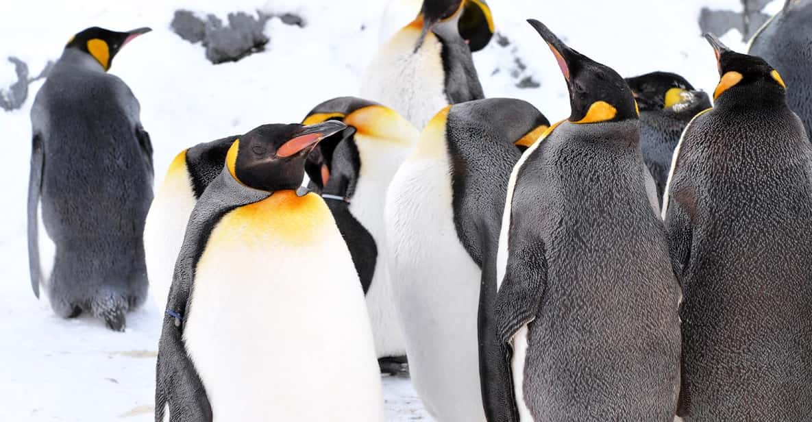 hokkaido-1-day-trip-asahiyama-zoo-biei-and-ningle-terrace