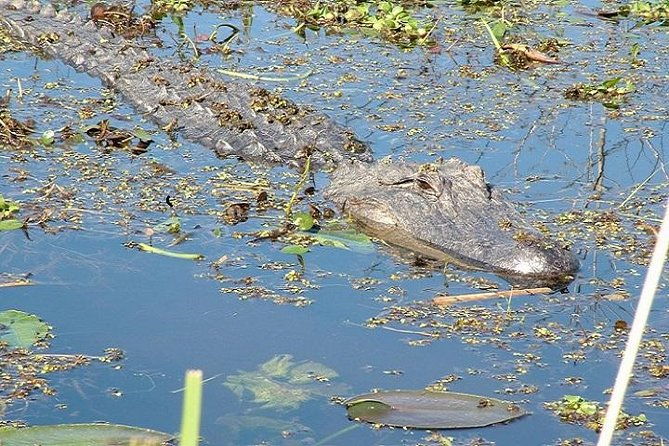 honey-island-swamp-boat-tour
