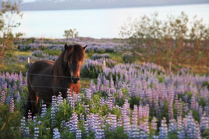 husavik-walking-tour