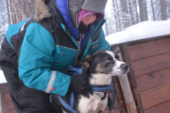 husky-tour-sit-and-drive-combo-tour-from-kiruna