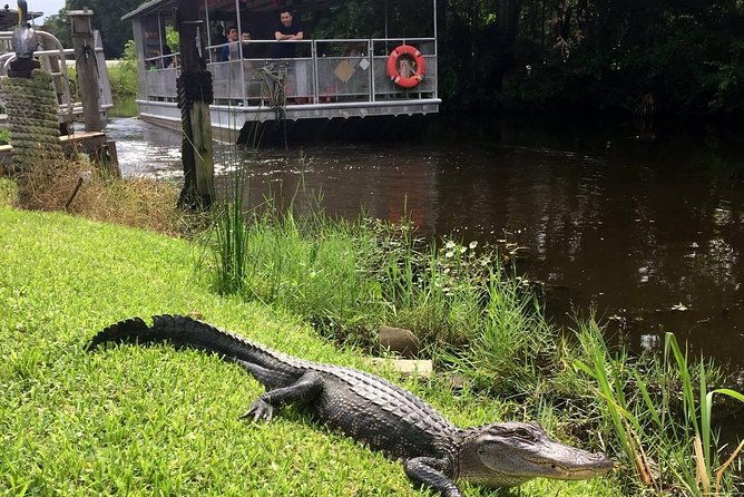 jean-lafitte-90-minute-swamp-and-bayou-boat-tour