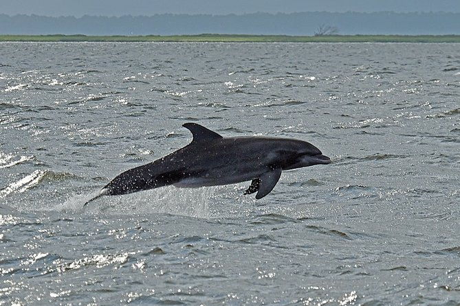 jekyll-island-dolphin-tours