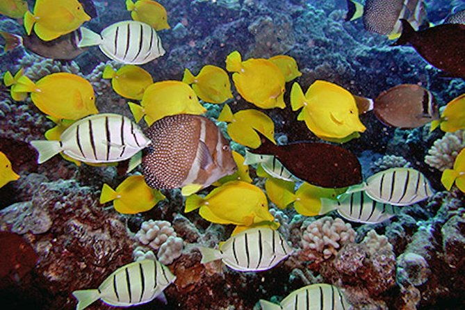 kauais-ultimate-guided-shore-snorkel-no-boat-south-poipu