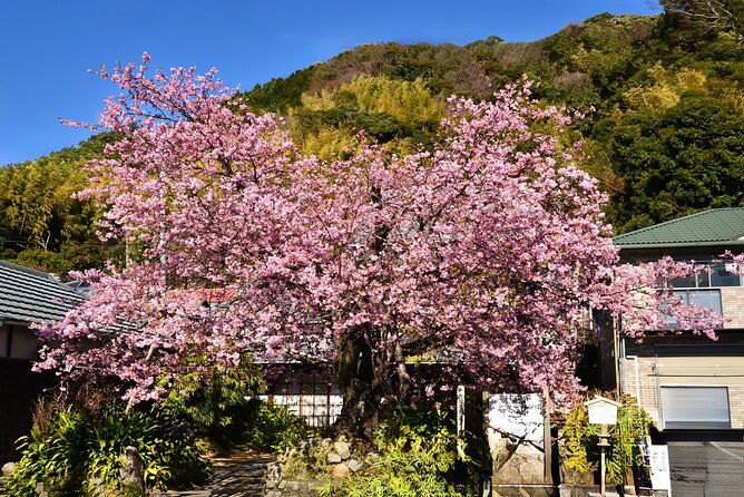 kawazu-cherry-blossom-sightseeing-tour