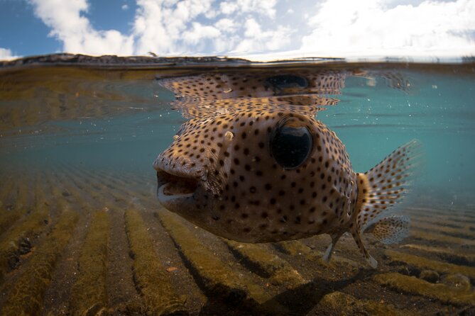 kealakekua-bay-captain-cook-snorkeling