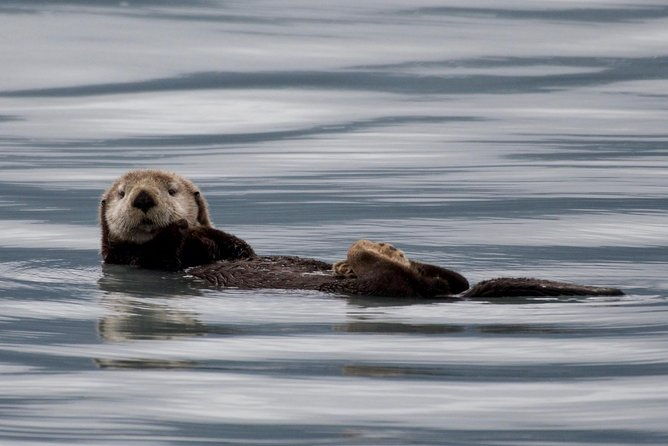 kenai-fjords-and-resurrection-bay-half-day-wildlife-cruise
