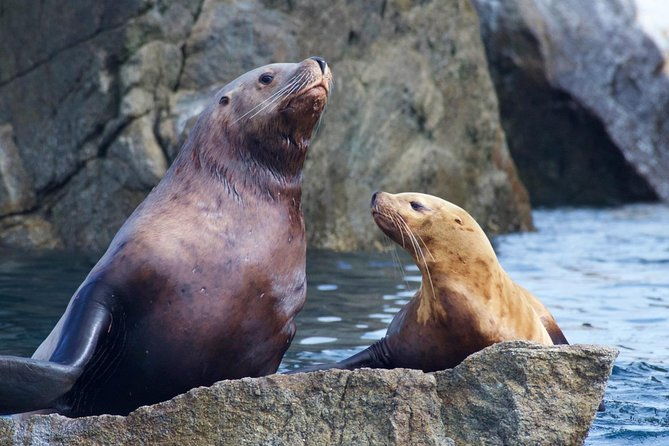 kenai-fjords-national-park-glacier-wildlife-cruise