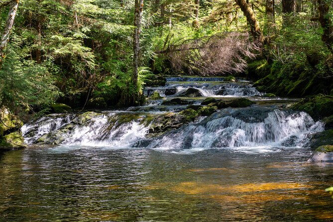 ketchikan-magical-old-growth-creek-trek-guided-tour