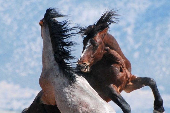 kicking-red-canyon-wild-mustang-bus-tour-deals-5-pm-in-cody