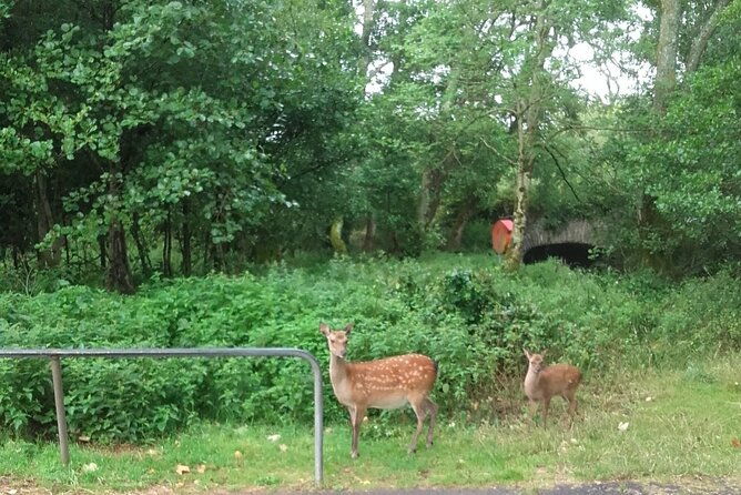 killarney-national-park-tour