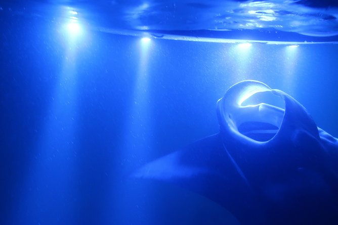 kona-manta-rays-guaranteed-night-snorkel-in-keauhou-harbor