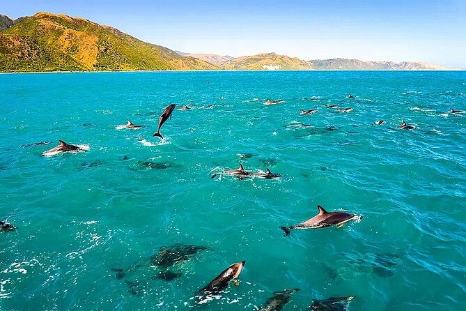 kona-wild-dolphin-sea-cave-captain-cook-reef-snorkel-adventure