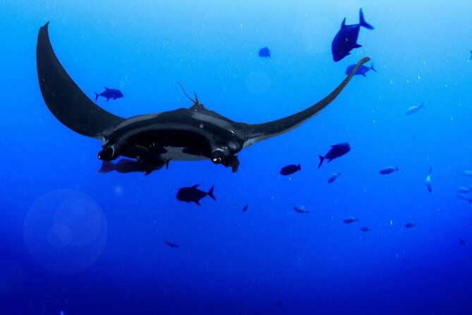 konas-magical-manta-ray-night-snorkel-small-group-eco-tour