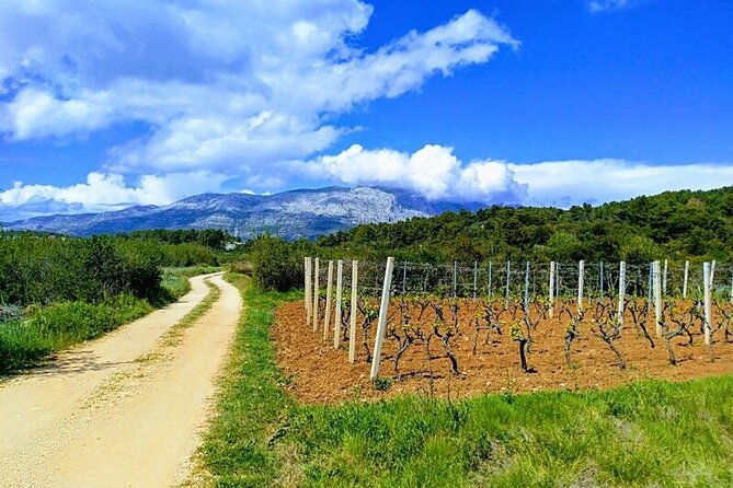 korcula-bike-wine-tour-mountain-bike-tour
