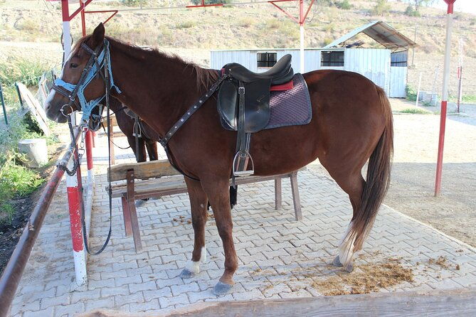 kusadasi-horse-riding-beach-and-forest-with-transfer