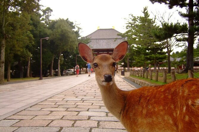 kyoto-and-nara-park-one-day-tour-with-lunch-from-osaka-kyoto